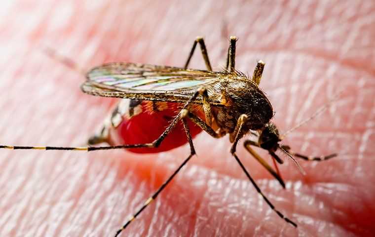 Addressing a Mosquito Infestation: What Your Treatment Options?